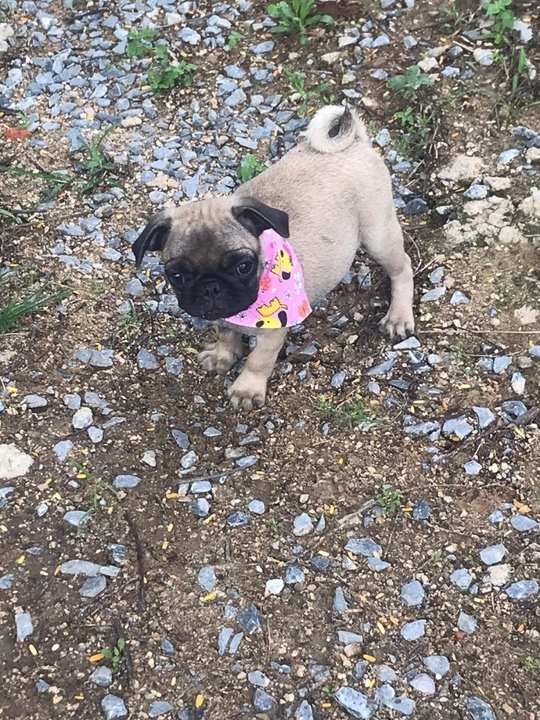 Filhotes de Pug à Venda em SP e Abc.cães Criados por Vet