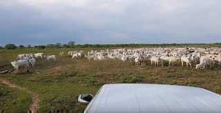 Fazenda Pecuária em Poconé no Mato Grosso MT