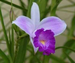 Aprenda a Cultivar Orquídeas