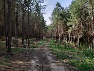 Fazenda 730 Alq - Pinus Taeda - Campos Gerais