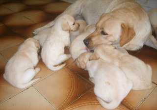 Doação Filhote Labrador