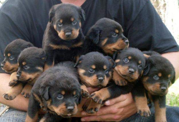 Rottweiler Cabeça De Touro