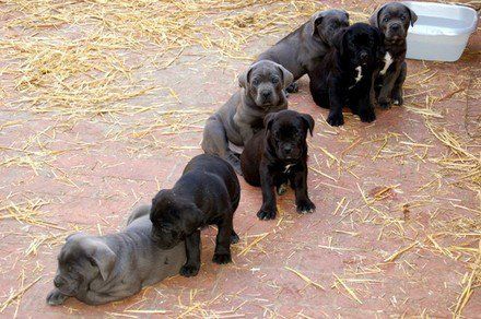 Filhotes Amorosos De Cane Corso Desapega