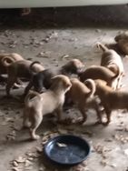 Casa para Cachorros Amorosos