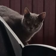 Chartreux Filhote (pedigree )