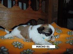 Shihtzu Macho a Pronta Entrega