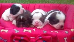 Lindos Shih Tzu para Reserva