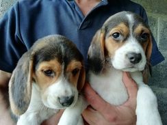 Beagle Bicolor e Tricolor a Pronta Entrega