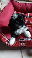 Filhotes de Shih Tzu