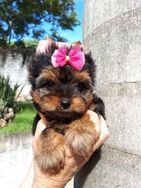 Filhotes Yorkshire Terrier