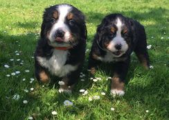 Bernese Lindos Filhotes