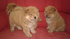 Filhotes de Chow Chow