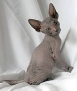 Sphynx Filhotes