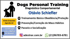 Adestramento e Passeio