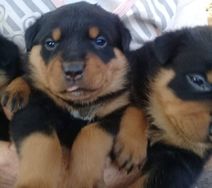 Rottweiler Puro (cabeça de Touro)