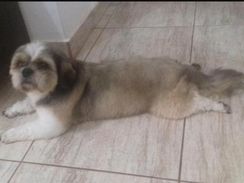 Procura Namorada Lhasa Apso