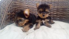 Lindos Filhotes de Yorkshire Terrier