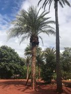 Tamareiras e Phoenix Canariensis