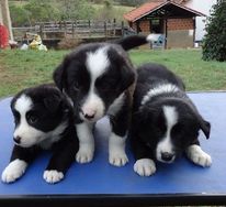 Fotos Similares: Border Collie Lindos 