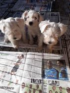 Schnauzer Miniatura Branco RJ