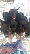 Filhotes de Rottwailer