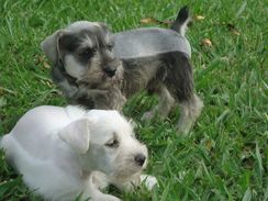 Schnauzer Lindos e Apaixonantes com Pedigree