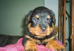 Filhotes de Rottweiler