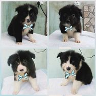 Lindos Filhotes de Border Collie