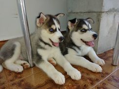 Husky Siberiano