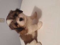 Filhotes de Lhasa Apso