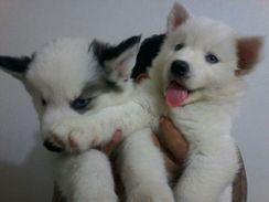 Lindos Filhotes Husky Siberiano