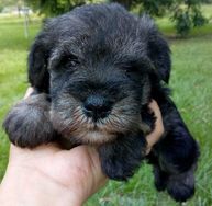 Schnauzer Disponiveis para Entrega