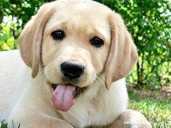 Labrador Amarelo