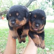 Ninhada de Rottweiler RJ