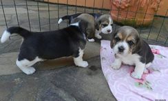 Beagle Filhotes Lindos