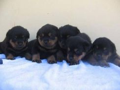 Filhotes de Rottweiler ótima Linhagem