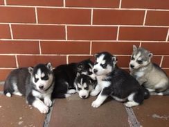 Caes Husky Siberiano Filhotes com 28 Dias Linhagem Pura