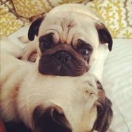 Fotos Similares: Pugs à Venda Ideal Pra Crianças e Idosos 