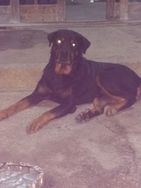 Rottweiler (5 Filhotes )