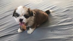 Shih Tzu Chocolate e Branco