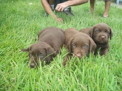 Labrador Chocolate