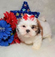 Shih Tzu com Garantias e Suporte Veterinário Gratuito Filhotes