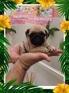 Fotos Similares: Pugs à Venda 