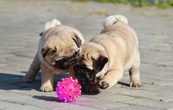 Venda de Lindos Pugs com Garantia