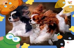 Fotos Similares: Vende-se Cavalier King Charles Spaniel 