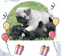 Vende-se Pugs