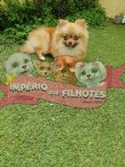 Lulu da Pomerânia Fêmea