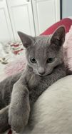 Russian Blue Filhotes Conferir