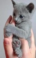 Russian Blue (filhotes)