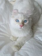 American Curl (filhotes)